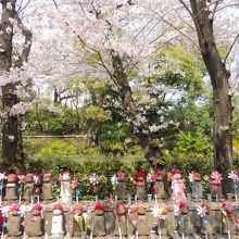 お地蔵さんたちも花見を楽しんでいました
