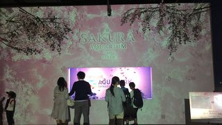 サクラアクアリウム！