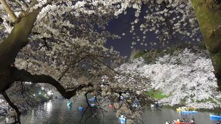 3月27日満開のたわわの桜を愛でる