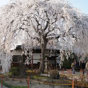 見事な枝垂れ桜を見に