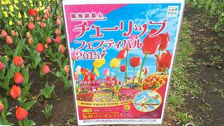 チューリップのプレゼントですって(^^)/