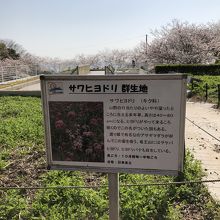 アサギマダラの好む花の群生地があります