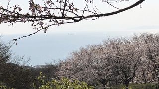 山道は桜のトンネルで海も見えます