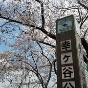 桜が素晴らしい、例のパンダもありな、町の公園です。