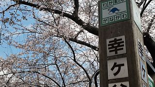 桜が素晴らしい、例のパンダもありな、町の公園です。