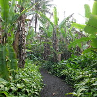 熱帯植物園のような裏庭、散歩が出来ます。