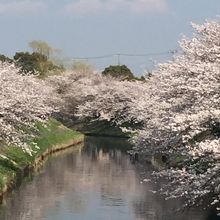 桜が川に写ってきれいでした