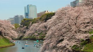 サクラの撮影をするならば此処！が一押し／千鳥ヶ淵ボート場