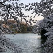 桜祭り