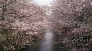 壮年の染井吉野と恩田川のコラボ