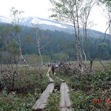 尾瀬のハイキングコースの風景