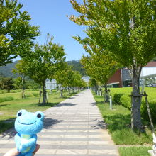 正面入口へ続く桂の並木道