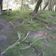 苔むした地面に椿の花