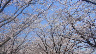桜づつみ「木津川 緑と水辺のやすらぎ回廊」