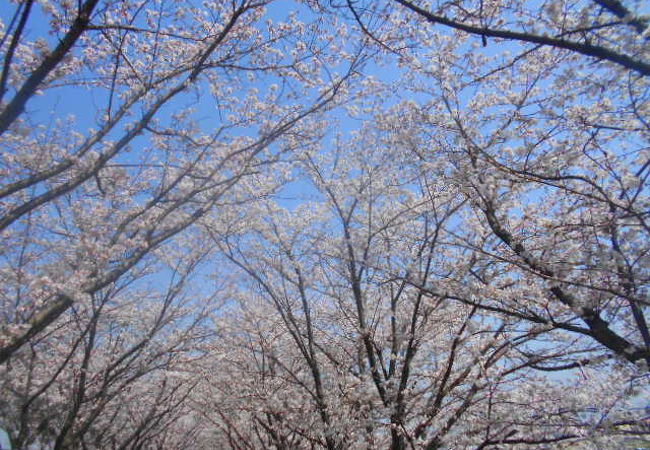 桜づつみ「木津川 緑と水辺のやすらぎ回廊」