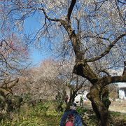 高尾梅郷に梅の花を見に行きました