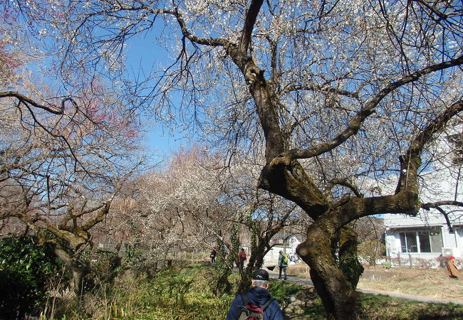 高尾梅郷に梅の花を見に行きました