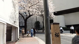 桜の季節は年に1度の楽しみ