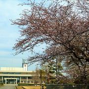 坂道も校舎も桜並木で満開！
