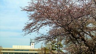 坂道も校舎も桜並木で満開！
