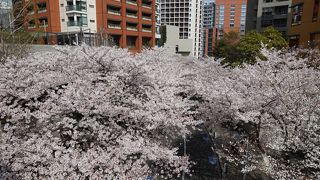 坂が見えないほど満開の桜