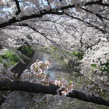 桜満開