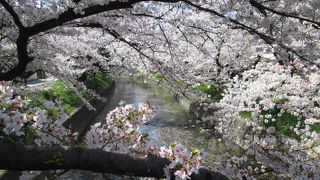 すごい本数の桜が満開！！