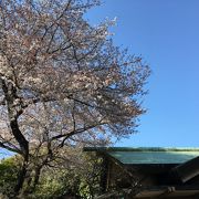 日本庭園と桜が美しい