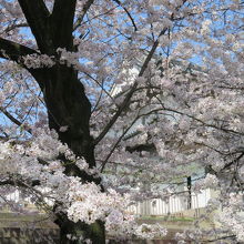 桜越しの千貫櫓