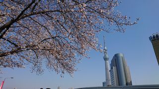 隅田川沿いに桜。スカイツリーと桜の写真も撮影できます！