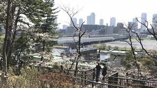 東横線多摩川駅前、多摩川台公園の桜は見事