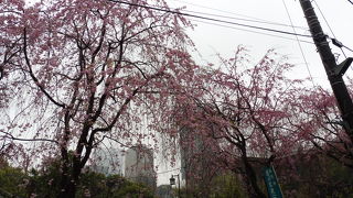 枝垂桜が素晴らしかった！