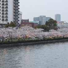 大川の両岸に桜満開