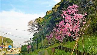 お花見の観音崎公園