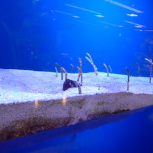 珍アナゴの水槽