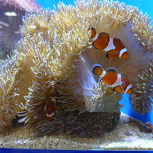 ニモも居ました