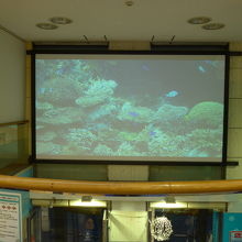 大型スクリーンで美ら海水族館の様子を放映