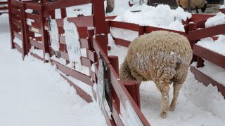 実際に触れることができます