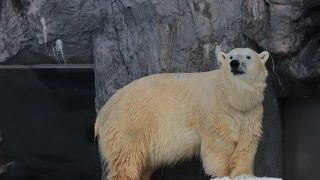 冬の方が動きが良いです