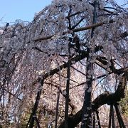樹齢400年の見事な桜