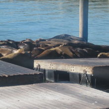 ピア３９ではアシカさん達にも是非逢ってみて下さいね！