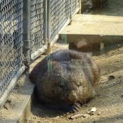ウォンバット好きな方にはお薦め（五月山動物園）