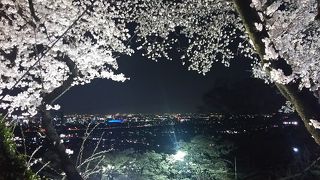 夜桜＆夜景が綺麗