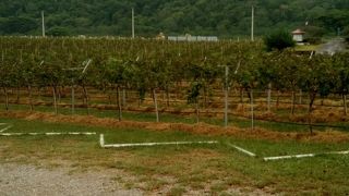 カオヤイの小さなワイナリー