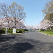 堺市の隠れスポット　大泉緑地公園