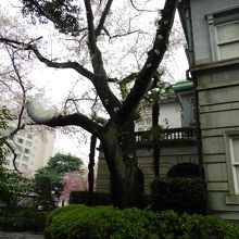 プリンスタワーと桜の木