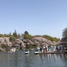 暖かくお花見日和です