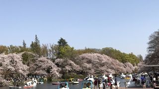 少しずつ散ってきましたが