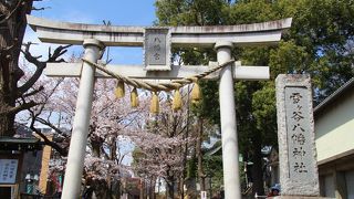 境内の桜は見頃でした