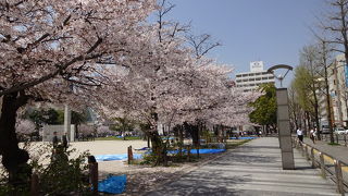 桜がとてもきれいだった。